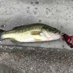 ラージマウスバス