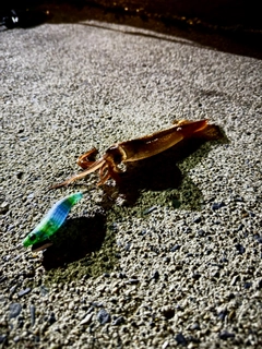 イカの釣果