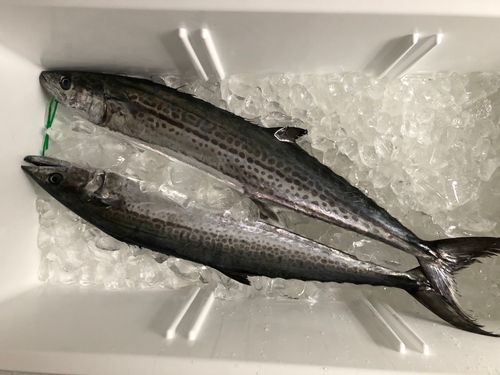 サワラの釣果