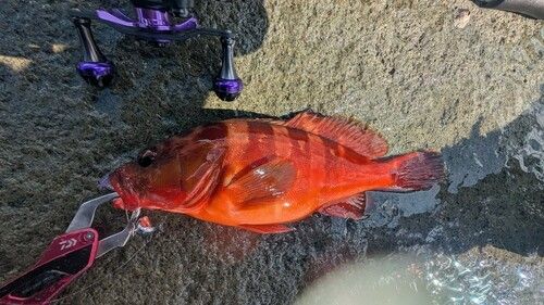 アカハタの釣果