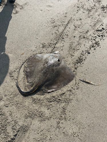 エイの釣果
