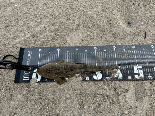 マゴチの釣果