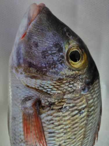 イソフエフキの釣果