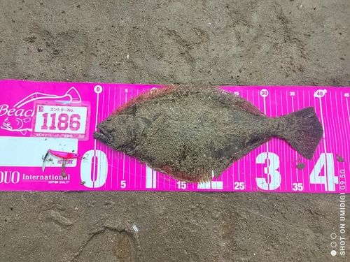 ヒラメの釣果