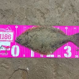 ヒラメ