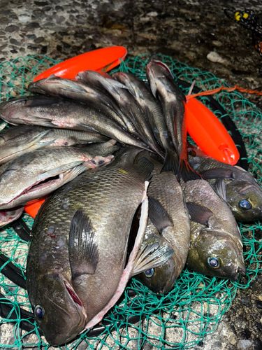 クチブトグレの釣果