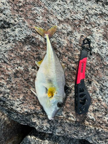 ギマの釣果