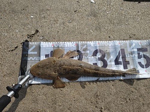 マゴチの釣果