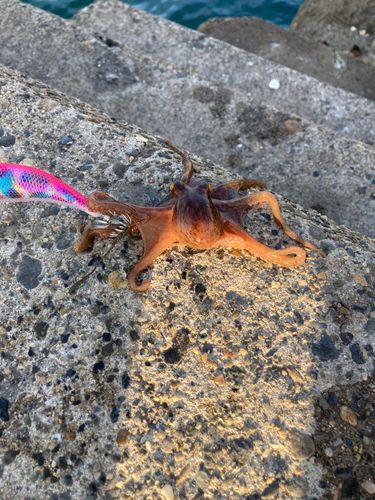 タコの釣果