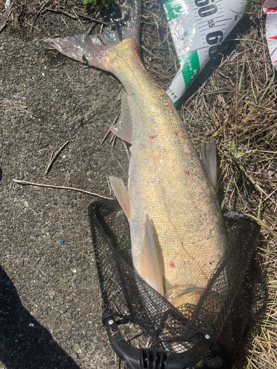 レンギョ