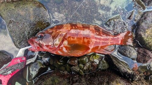 アカハタの釣果