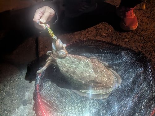 モンゴウイカの釣果