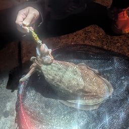 モンゴウイカ