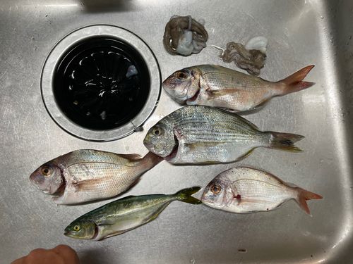 ツバスの釣果