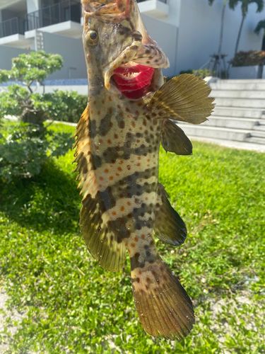 チャイロマルハタの釣果
