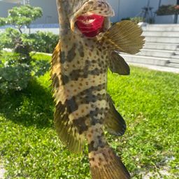 チャイロマルハタ