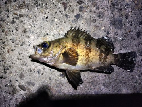 メバルの釣果