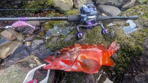 アカハタの釣果