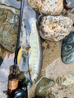 イワナの釣果