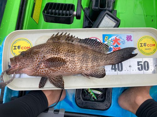 オオモンハタの釣果