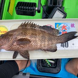 オオモンハタ