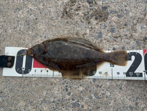 カレイの釣果