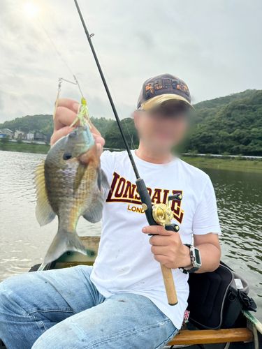 ブルーギルの釣果