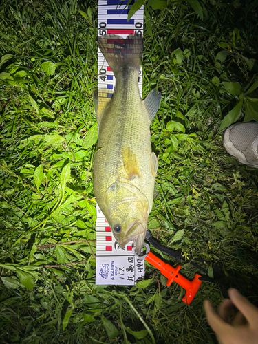 ブラックバスの釣果