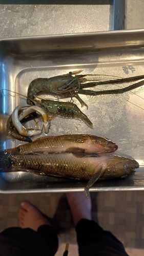 釣果
