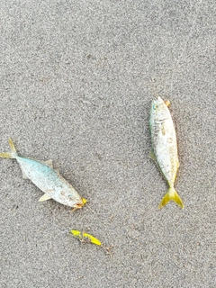 ワカシの釣果