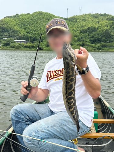 ライギョの釣果