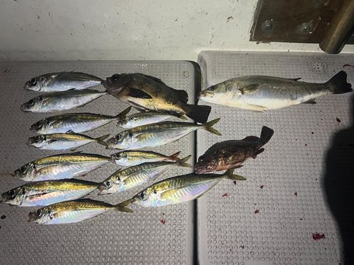アジの釣果