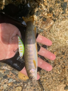 イワナの釣果