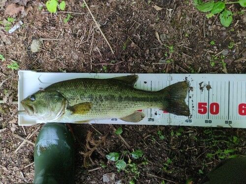 ブラックバスの釣果