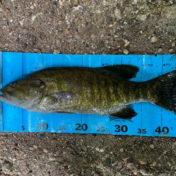 スモールマウスバス