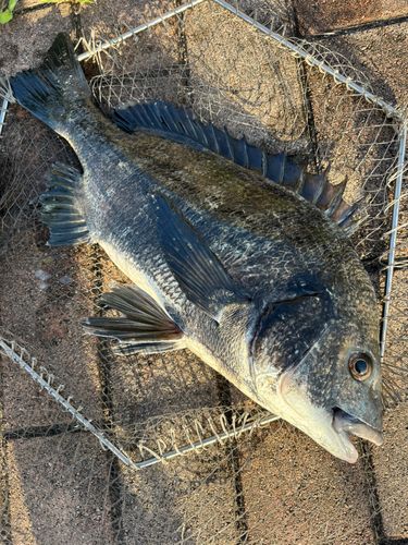クロダイの釣果