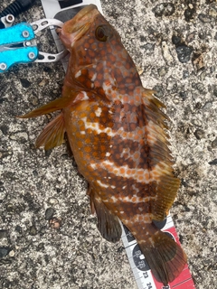 キジハタの釣果