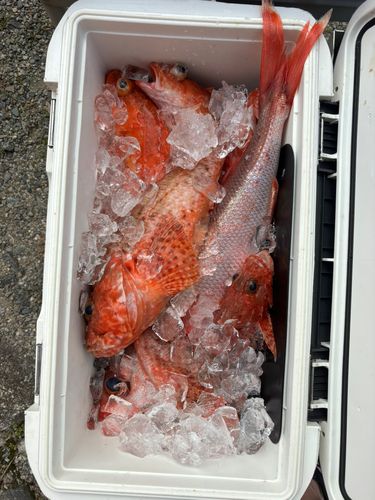 イズカサゴの釣果