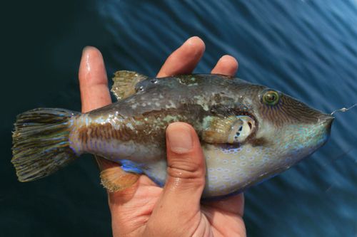 キタマクラの釣果