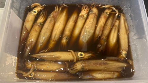 ケンサキイカの釣果