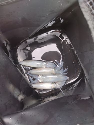 マメイカの釣果
