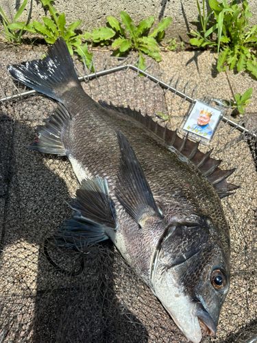 クロダイの釣果