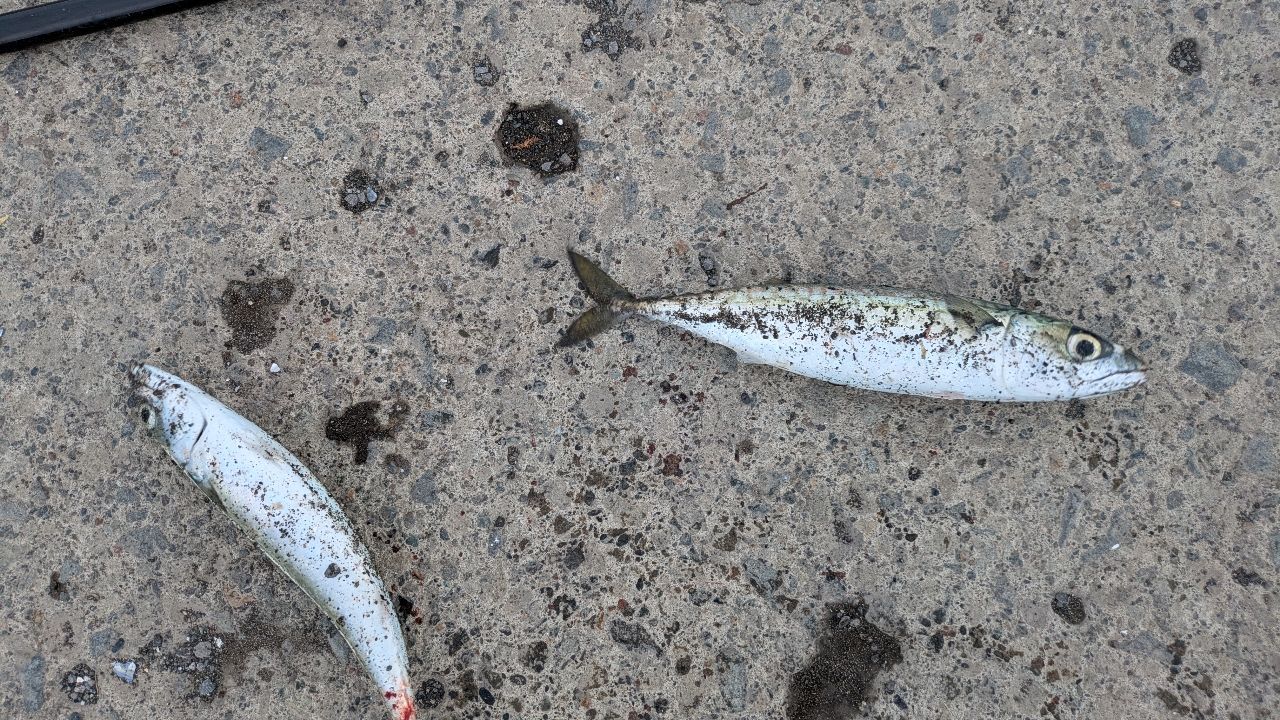 サバ