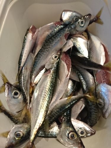 サバの釣果