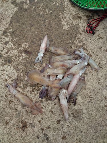 マメイカの釣果