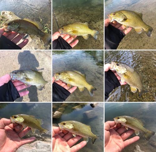 スモールマウスバスの釣果