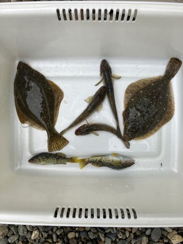 カレイの釣果