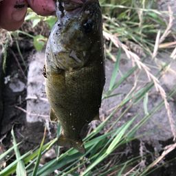 スモールマウスバス