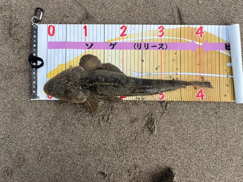 マゴチの釣果