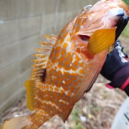 アコウ